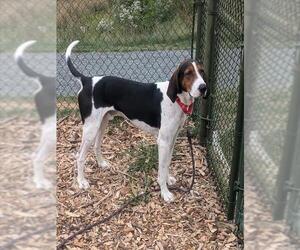 Treeing Walker Coonhound Dogs for adoption in Waterford, VA, USA