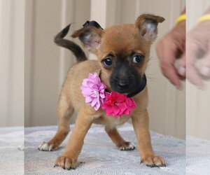 Cairn Terrier Dogs for adoption in Bandera, TX, USA