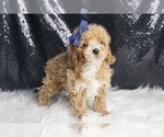 Small #4 Maltipoo