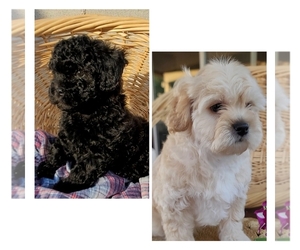 Lhasa-Poo Puppy for Sale in PHOENIX, Arizona USA