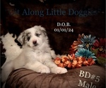 Small Photo #1 Australian Shepherd Puppy For Sale in BLACKSBURG, VA, USA
