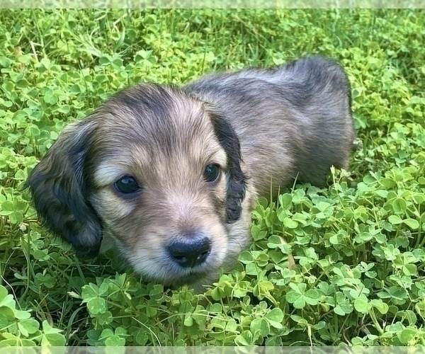 Medium Photo #10 Dachshund Puppy For Sale in SAVANNAH, TX, USA