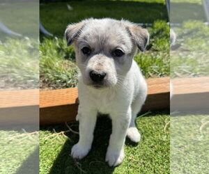 Mutt Dogs for adoption in Sandy, UT, USA