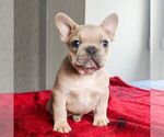 Small Photo #3 French Bulldog Puppy For Sale in LANCASTER, PA, USA