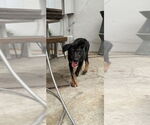 Small #1 German Shepherd Dog-Pointer Mix