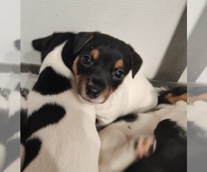 Jack Russell Terrier Puppy for sale in JASPER, FL, USA