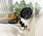 Small Photo #19 Cavapoo Puppy For Sale in MARQUAND, MO, USA