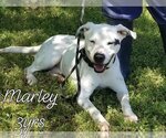 Small #1 American Bulldog-Pointer Mix