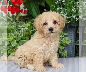 Bichpoo Puppy for sale in NARVON, PA, USA