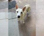 Small #2 Mutt