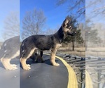 Small Photo #3 German Shepherd Dog Puppy For Sale in FENNVILLE, MI, USA