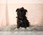 Small Photo #7 YorkiePoo Puppy For Sale in NAPPANEE, IN, USA