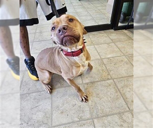 Medium Photo #1 American Pit Bull Terrier-Unknown Mix Puppy For Sale in Norfolk, VA, USA