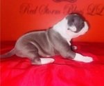 Small Photo #7 American Pit Bull Terrier Puppy For Sale in TRENTON, NJ, USA