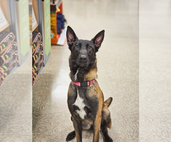 Medium Photo #1 Mutt Puppy For Sale in Sandy, UT, USA