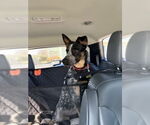 Small #4 German Shepherd Dog Mix
