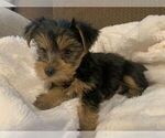 Small Photo #2 Yorkshire Terrier Puppy For Sale in LAYTON, UT, USA