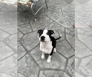 American Pit Bull Terrier-Unknown Mix Dogs for adoption in Belleville, MI, USA