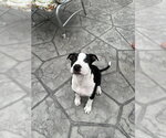 Small American Pit Bull Terrier Mix
