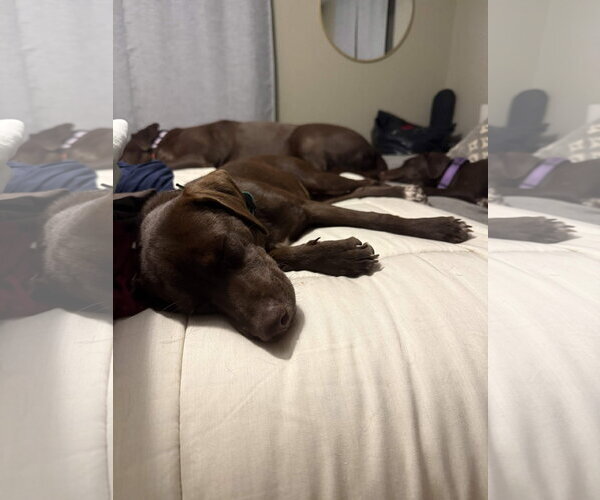 Medium Photo #3 German Shorthaired Lab Puppy For Sale in Fort Worth, TX, USA