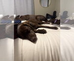 Small #2 German Shorthaired Lab