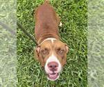 Small American Staffordshire Terrier