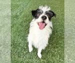 Small #13 Cairn Terrier Mix
