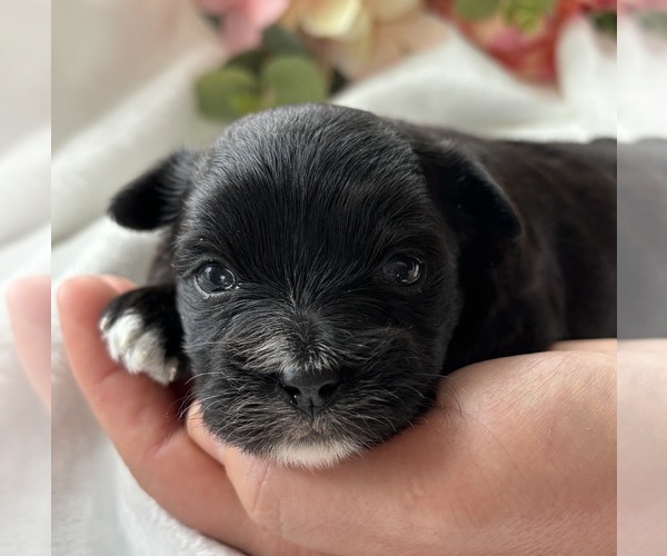 Medium Photo #6 Morkie Puppy For Sale in ROCK STREAM, NY, USA