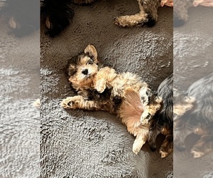 Poodle (Toy)-Schnoodle (Miniature) Mix Puppy for sale in COLUMBIA, SC, USA