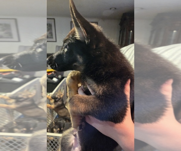 Medium Photo #7 German Shepherd Dog Puppy For Sale in FORT WORTH, TX, USA