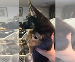 Small #6 German Shepherd Dog