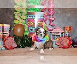 Small Photo #6 Chihuahua Puppy For Sale in CHARLESTON, AR, USA