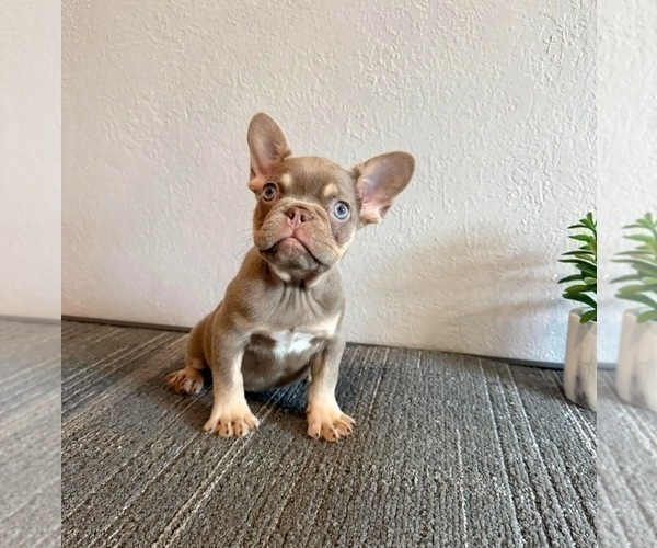 Medium Photo #4 French Bulldog Puppy For Sale in SEATTLE, WA, USA