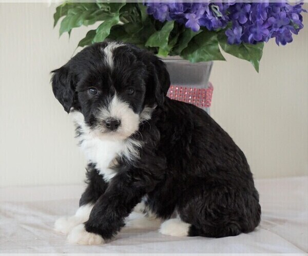 Medium Photo #2 Bernedoodle Puppy For Sale in FREDERICKSBG, OH, USA