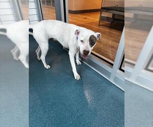 Mutt Dogs for adoption in Pearland, TX, USA