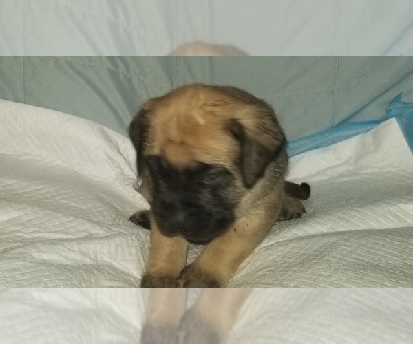 Medium Photo #42 Mastiff Puppy For Sale in FULTON, NY, USA