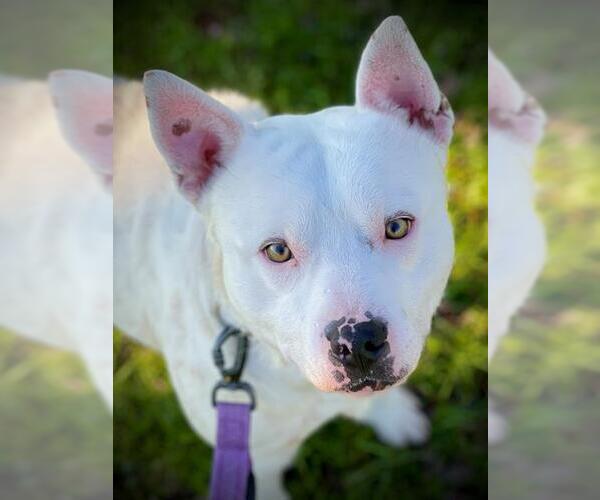 Medium Photo #1 Mutt Puppy For Sale in San Andreas, CA, USA