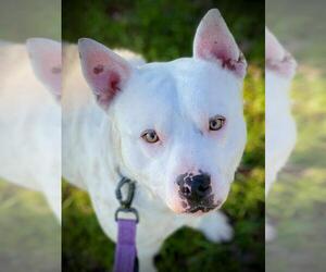 Mutt Dogs for adoption in San Andreas, CA, USA