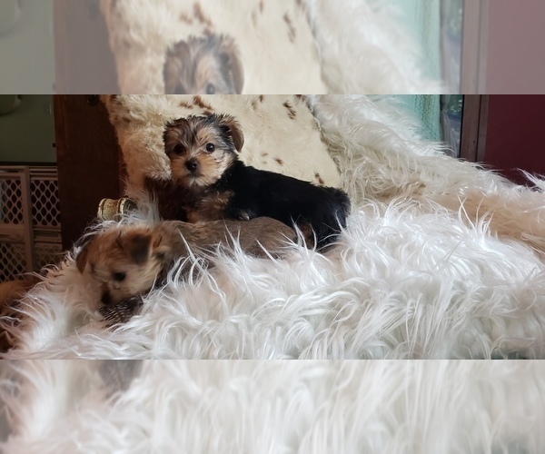 Medium Photo #49 Shorkie Tzu Puppy For Sale in NEVADA, TX, USA