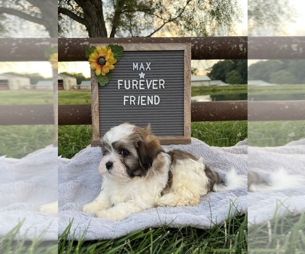 Medium Photo #6 Zuchon Puppy For Sale in BLOOMFIELD, IN, USA