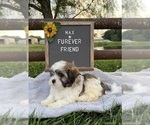 Max - Male Zuchon Puppy for Sale - Photo #6