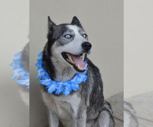 Siberian Husky-Unknown Mix Dogs for adoption in McKinney, TX, USA
