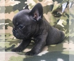 Small Photo #33 French Bulldog Puppy For Sale in CORONA, CA, USA