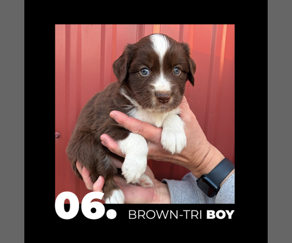 Medium Photo #6 Miniature Australian Shepherd Puppy For Sale in HOLDINGFORD, MN, USA