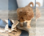 Small #7 Cavapoo