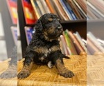 Small Photo #2 Bernedoodle Puppy For Sale in SPRINGFIELD, VA, USA