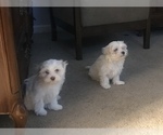 Small Photo #1 Maltese Puppy For Sale in LAWRENCEVILLE, GA, USA