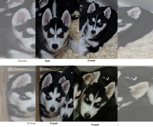 Siberian Husky Puppy for sale in KENNEWICK, WA, USA