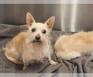 Cairn Terrier Dogs for adoption in Orange, CA, USA