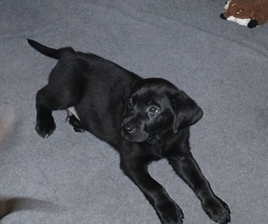 Labrador Retriever Dogs for adoption in CUTLER BAY, FL, USA